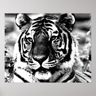 Poster de tigres de BW Imprimir Posters de tigres