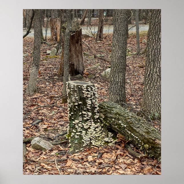 Póster de tocón de árbol en el bosque (Frente)