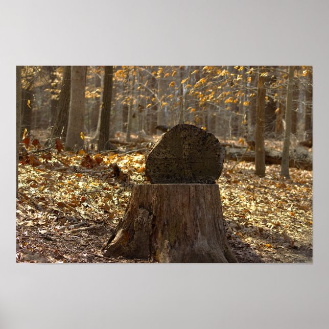 Póster de tocón de árbol en el bosque (Frente)