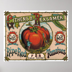 Póster de Tomates Rojos Maduros Vintage