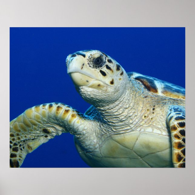 Póster de Tortuga Marina (Frente)