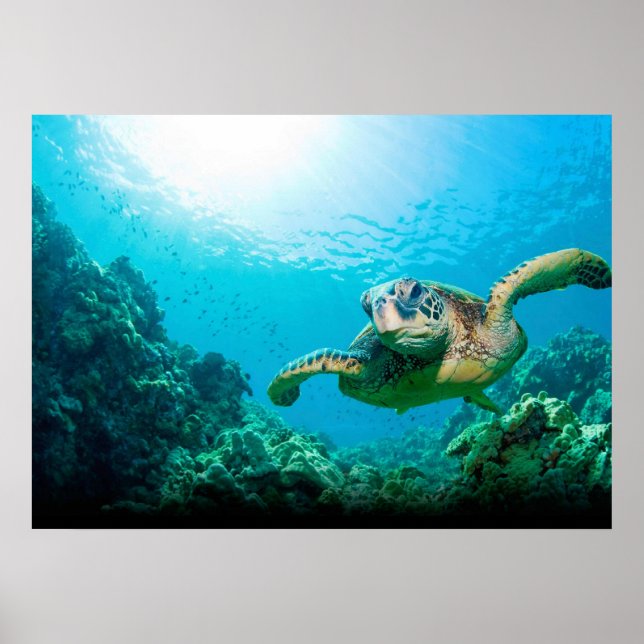 Póster de Tortuga Marina (Frente)