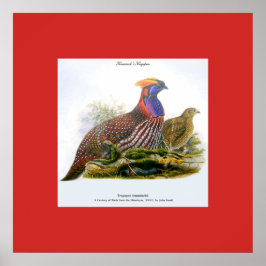 Póster de Tragopán de Temminck / Faisán Cornudo de