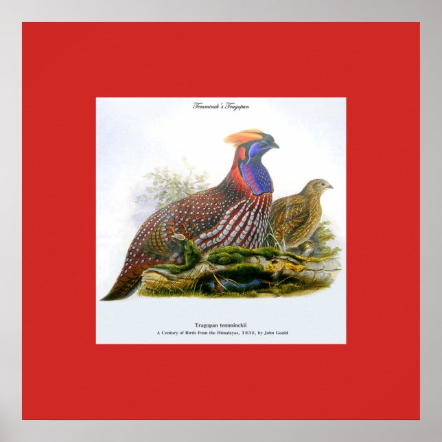 Póster de Tragopán de Temminck / Faisán Cornudo de (Frente)