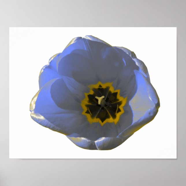 Póster de Tulipán Azul y Amarillo (Frente)