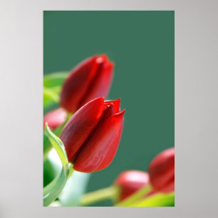 Póster de Tulipanes