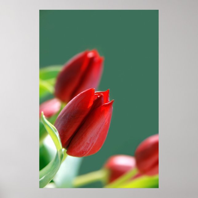 Póster de Tulipanes (Frente)