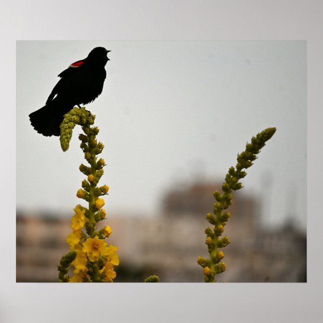 Póster de Turpial Alirrojo sobre Flores (Frente)