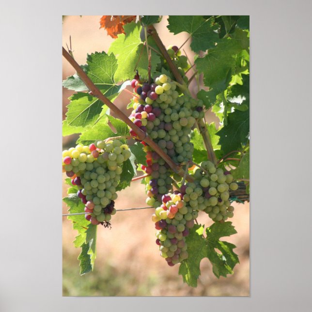 Póster de Uvas (Frente)