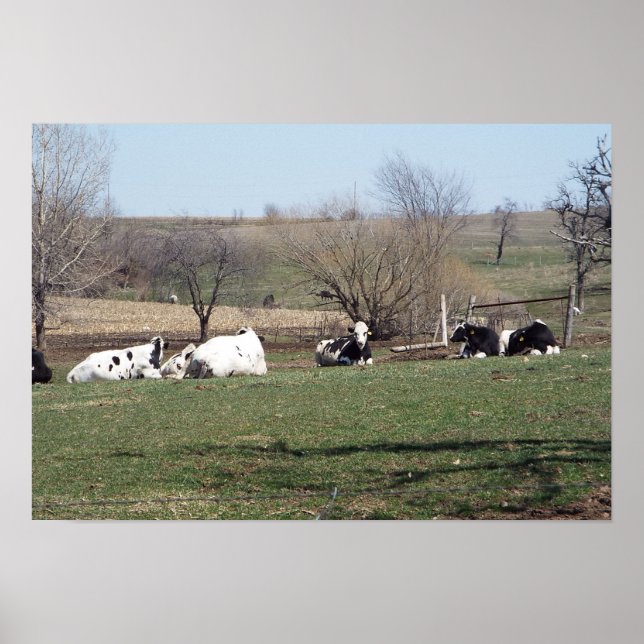 Póster de vacas descansando en los campos (Frente)