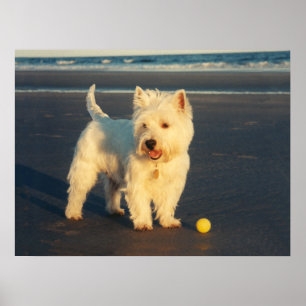 Póster de Westie con una Pelota Amarilla