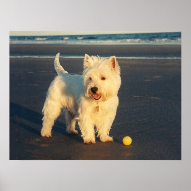 Póster de Westie con una Pelota Amarilla (Frente)