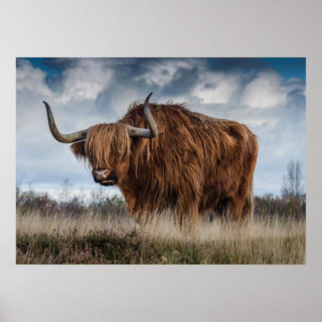 Póster de yak (Frente)