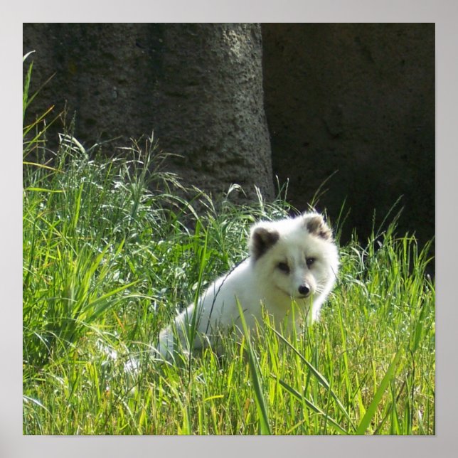 Póster de zorro ártico (Frente)