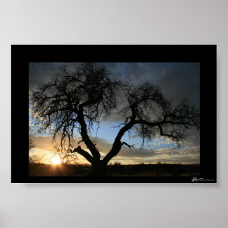 Póster Dead Tree Sunset