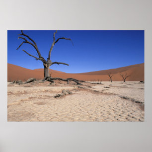 Póster Dead Vlei, Sossusvlei, Parque Nacional Namib-Naukl