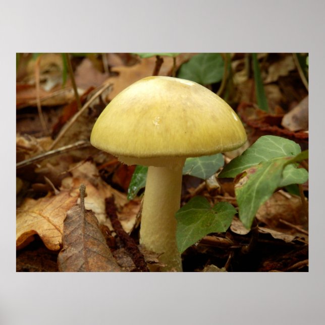 Póster Deathcap Mushroom Poster (Frente)