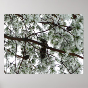 Póster Debajo de la foto del invierno de un pino cubierto