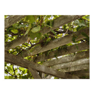 Póster Debajo de un toldo de uvas