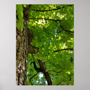 Póster debajo del árbol