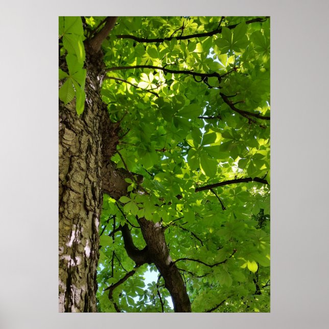 Póster debajo del árbol (Frente)