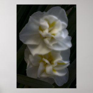 Póster Debe ser un sueño narciso