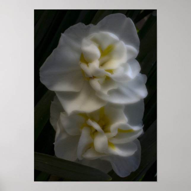 Póster Debe ser un sueño narciso (Frente)