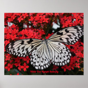 Póster Deco Mariposa Ninfa del Árbol Blanco