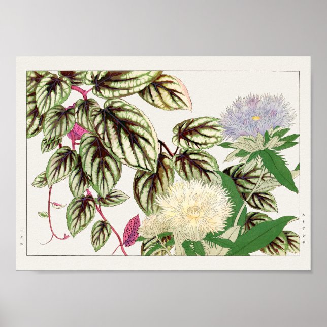 Póster Decoloración del caso, Stokesia por Tanigami Konan (Frente)