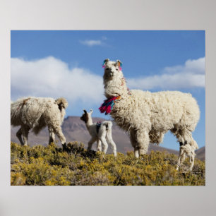 Póster Decorated lama herd in the Puna, Andes mountains 3