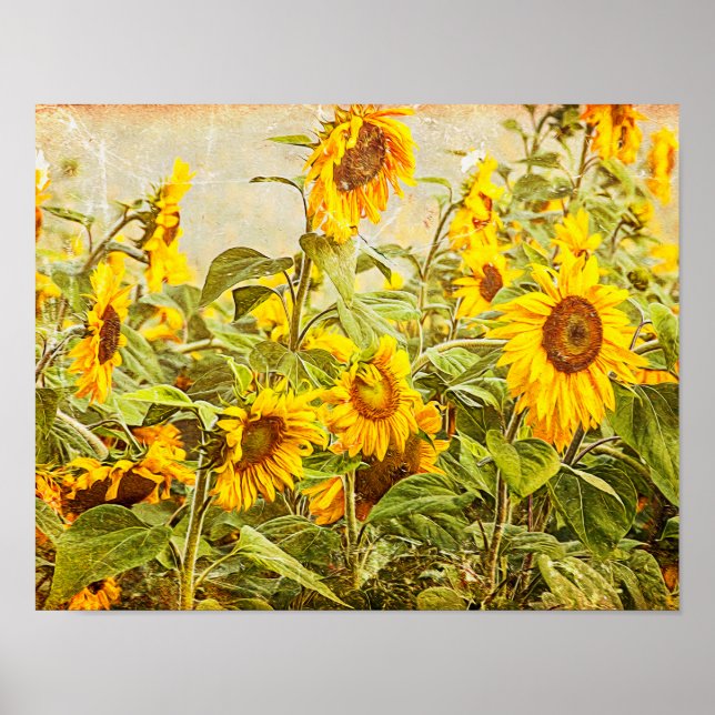 Póster Decoupage del campo del girasol Antigüedad de la v (Frente)