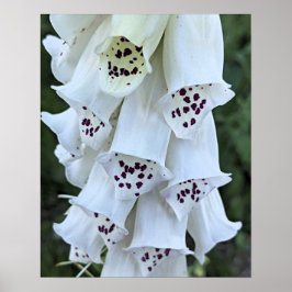 Póster Dedalera Blanca con Manchas Rosadas Floral