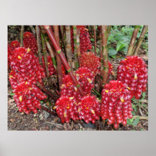 Póster Dedo de cera indonesio