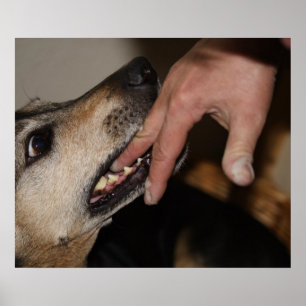 Póster Dedo mordiente de perro