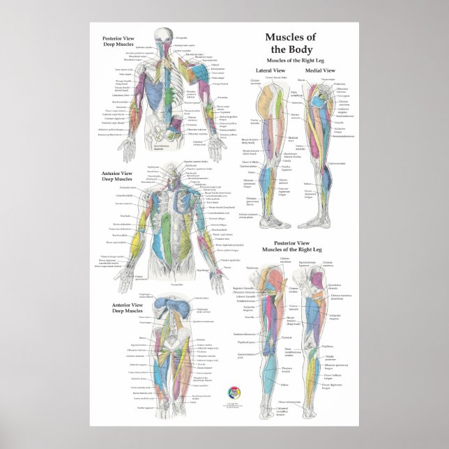Póster Deep Muscle Anatomy Chart (Frente)
