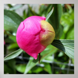 Póster deep pink bud