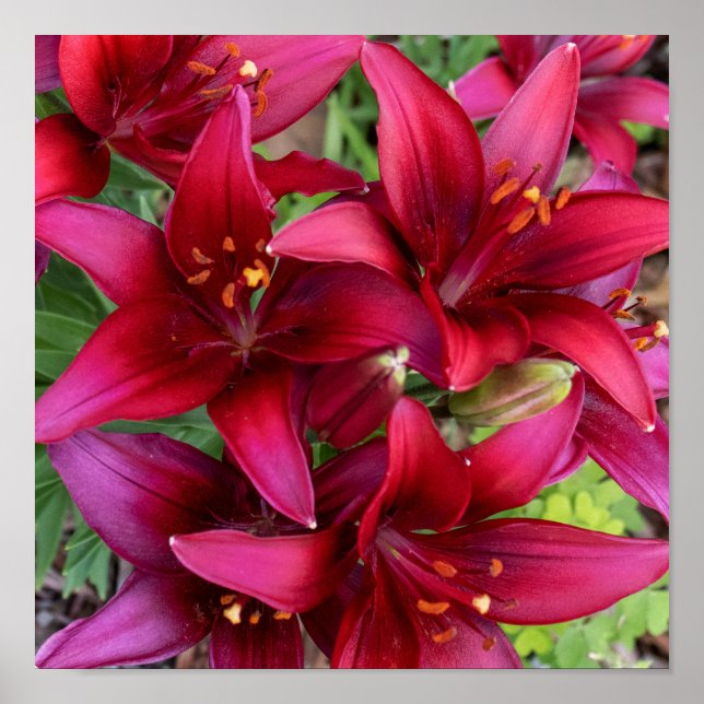 Póster Deep Reds (Frente)