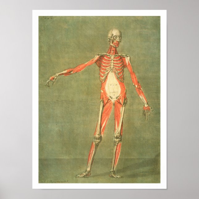 Póster Deeper Muscular System of the Front of the Body, p (Frente)