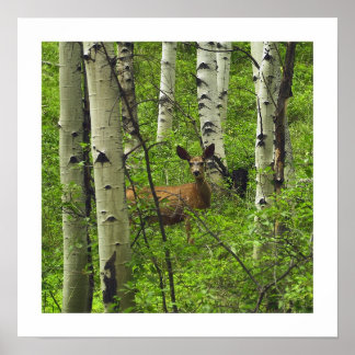Póster Deer
