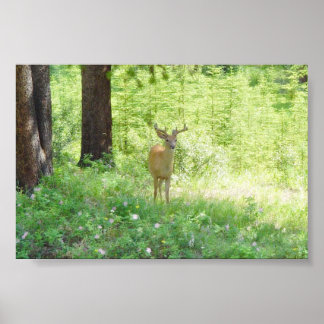 Póster Deer