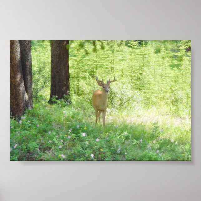 Póster Deer (Frente)