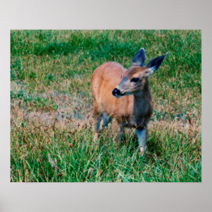 Póster Deer