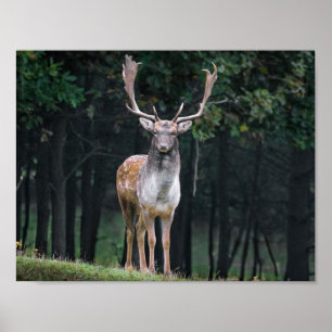 Póster Deer