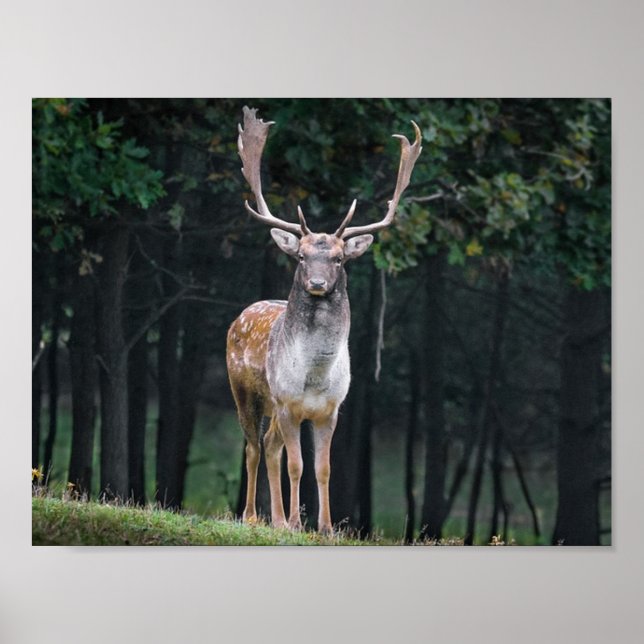 Póster Deer (Frente)