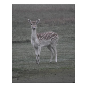 Póster Deer