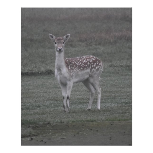 Póster Deer (Anverso)