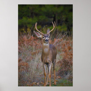 Póster Deer 3- ¡Te burlas de mí!