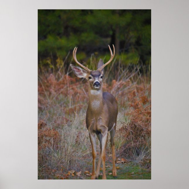 Póster Deer 3- ¡Te burlas de mí! (Frente)