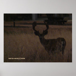 Póster Deer Antlers