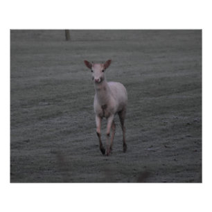 Póster Deer blanco